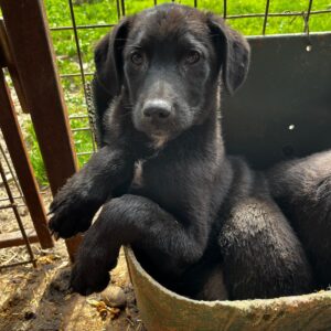 ORIN (♂) - vermittelt Manuela