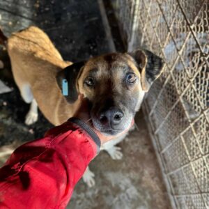 TILION (♂) - Notfall - viel zu dünn