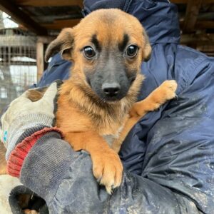 CHERIE (♀) - ausgereist zum TH Wannigsmühle