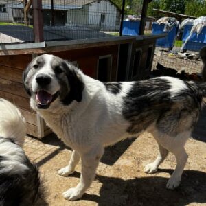 TALYS (♂) - vermisst 11/24