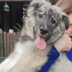 SCHLUMPFINE (♀) (*SMURFETTE) - auf PS im PLZ Bereich 85 (SE)