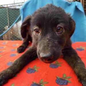 LORE - vermittelt NH