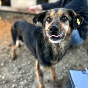 KENDA (♀) - Notfall: extrem dünn - ausgereist zur Tierhilfe Lebenswert