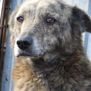 TIMMY - reserviert TH Babenhausen vermittelt