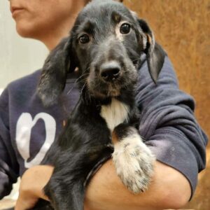 ENISA (♀) - auf PS im PLZ Bereich 88 *ausgereist* - vermittelt