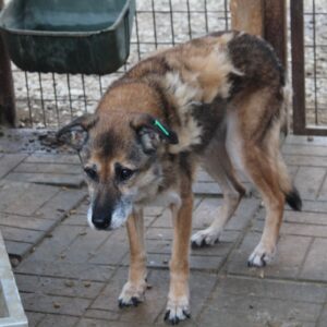 HUDIN - reserviert für Gnadenplatzstelle - ausgereist