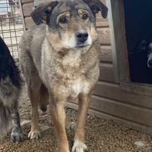 OJALA - seit mind. 2019 im Shelter - vermittelt NadineH