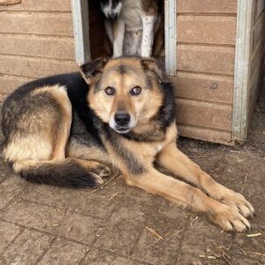 CASHMERE - vermisst 04/2023