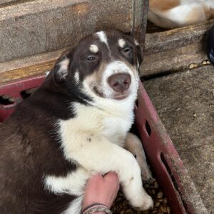 LENNART (♂) - ausgereist zum TST Rösrath