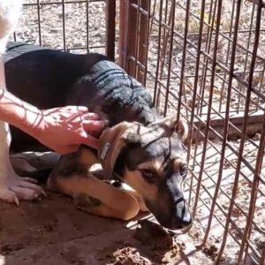 ROXI - vermisst 11/24