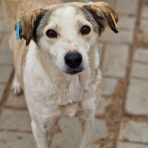 XANTO - reserviert Sasi vermittelt