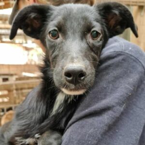 SHELLI (♀) - ausgereist zur Tierhilfe Lebenswert DR 06.12.24