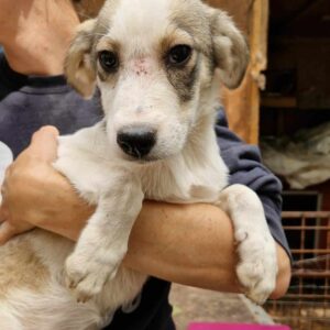 SUNNY (♀) - ausgereist zur Tierhilfe Lebenswert