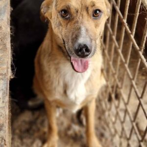 MAINSPRING (♀) - ausgereist zum TST