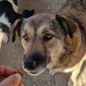 SURI - auf Pflegestelle in PLZ 70 - vermittelt