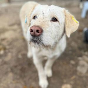 IRMELI (♀) - RBB 04/24