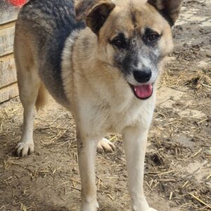 TRISTAN (♂) - seit mindestens 2019 im Shelter