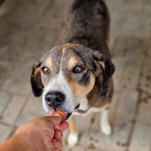 ELIO (♂) - vermisst 11/24