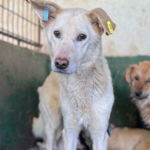 CARA MIA (♀) - seit mindestens 2019 im Shelter - reserviert Tierhilfe Lebenswert DR – vermittelt 11.10.24