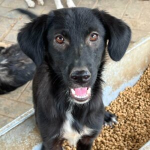 GITTA (♀) - sehr gestresst - reserviert Tierhilfe Lebenswert DR - vermittelt 25.10.24