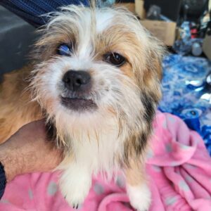 SASSY (♀) - rechtes Auge trüb/blind - vermittelt MD