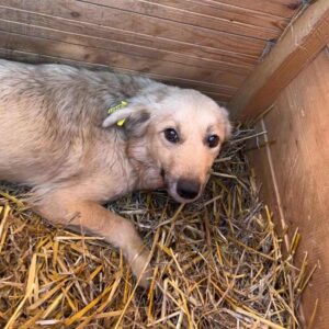 SUKI - ausgereist zum TST Rösrath