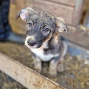 LUMERA (♀) - auf PDR PS im PLZ Bezirk 21 - vermittelt