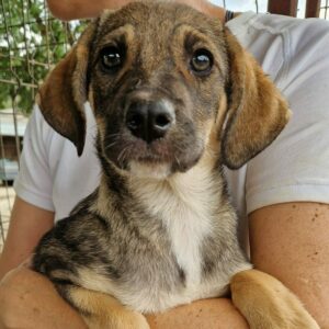 CHLOE (♀) - vermittelt MD