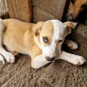 FRALU (♂) - vermittelt MD