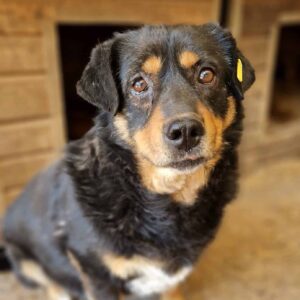 ARPAD (♂) - ausgereist zu Kathleen Müller