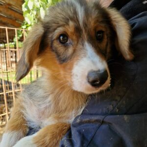 YALDA (♀) - sollte zeitnah ausreisen - auf PDR PS im PLZ Bezirk 21 - vermittelt