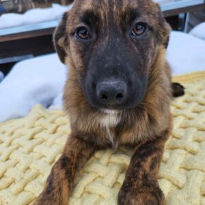 LIVIU (♂) - ausgereist zum Kinder- und Tierschutzhof Hahnenberg