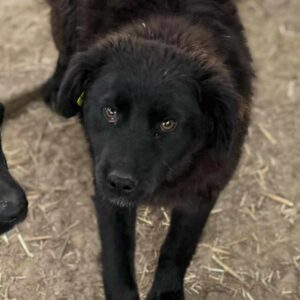 JUNO (♀) - ausgereist zur Tierhilfe Lebenswert