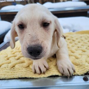 GUSTAF (♂) - ausgereist zum Kinder- und Tierschutzhof Hahnenberg