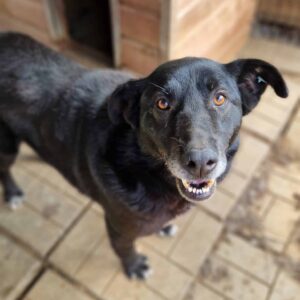 RANIEL (♂) - vermittelt MD