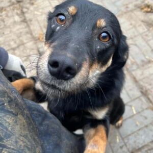 ODYSSEUS - ausgereist zu TINO