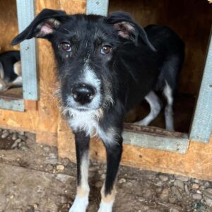 LENO (♂) - sollte zeitnah ausreisen