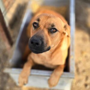 CADIS (♀) reist auf PS PLZ Bereich 344 (22/05 MH)