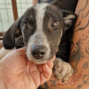 COLLYN (♂) - ausgereist zur SHR e.V.