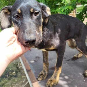 GEROME (♂) - sehr dünn - auf PDR PS im PLZ Bezirk 99 - vermittelt