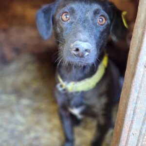 ANNI (♀) - reserviert KM vermittelt