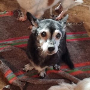 HUBSI (*Blacky) - reserviert Tierhilfe Lebenswert DR - vermittelt