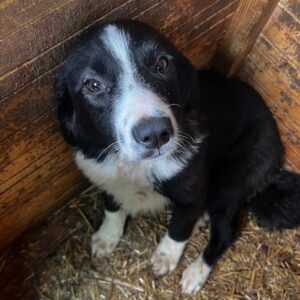 STUPSI (♀) - auf PDR PS im PLZ Bezirk 92 - vermittelt