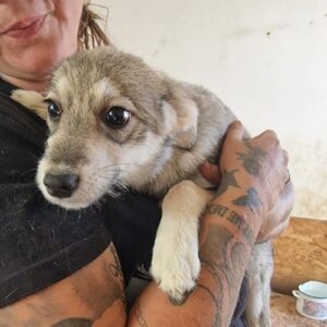 GINI - ausgereist zur Tierhilfe Lebenswert