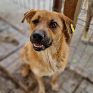 LOANA (♀) - Probleme mit rechtem Auge