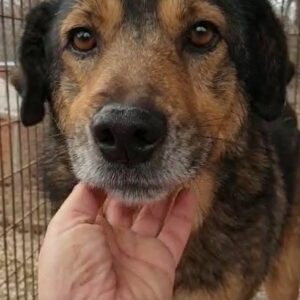 DEVAN - reserviert Tierhilfe Lebenswert DR - vermittelt