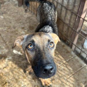 PHIBI (♀) - ausgereist zur Tierhilfe Lebenswert DR 10.01.2025