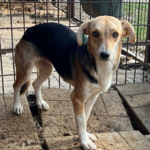 FUCHSI (♀) - auf PS im PLZ Bereich 24