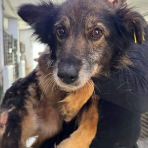 GIMLI (♂) - viel zu dünn - ausgereist zur Tierhilfe Lebenswert