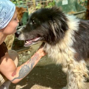 COLLINO (♂) - ausgereist zum TH Limburg